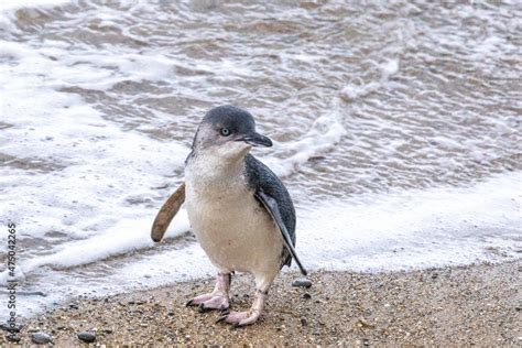 Little Blue Penguin in Australasia Stock Photo | Adobe Stock