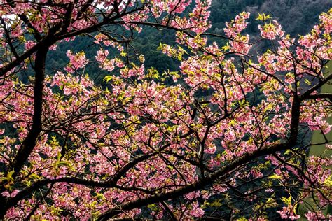 Cherry Blossom Tree Care » Tips for Ornamentals