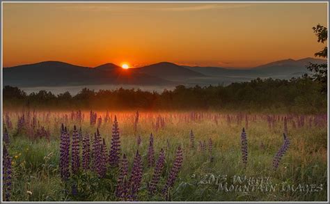 Lupine Sunrise, Sugar Hill. New Hampshire | Mountain photography, Mountain images, Nature images