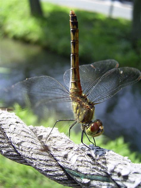 Dragonfly - Antenna ? | Flickr - Photo Sharing!