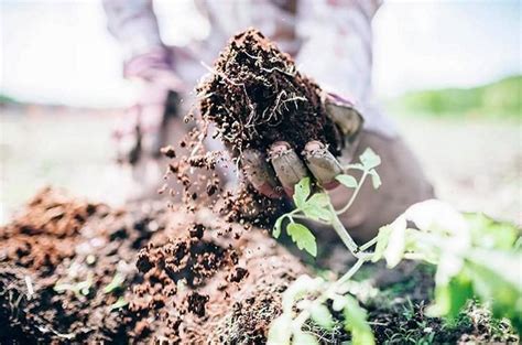 How the World's Most Fertile Soil Can Help Reverse Climate Change