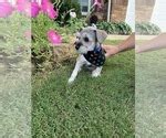 View Ad: Maltipoo-Schnauzer (Miniature) Mix Litter of Puppies for Sale near North Carolina ...