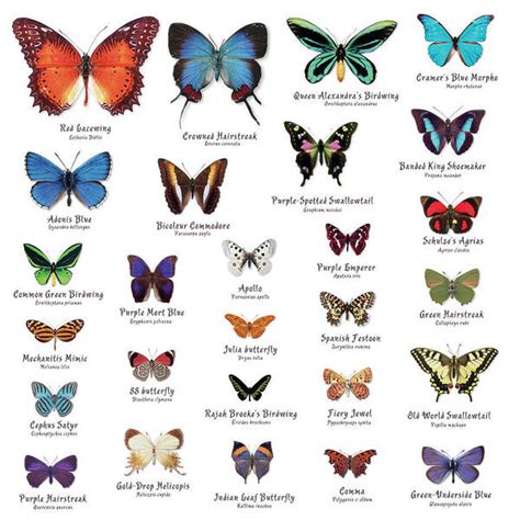 Butterflies types Poster by Gina Dsgn - Pixels