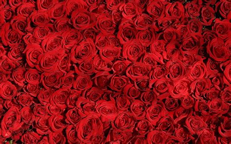 HD wallpaper: rose, red, pattern, flower, backgrounds, full frame, rose - flower | Wallpaper Flare