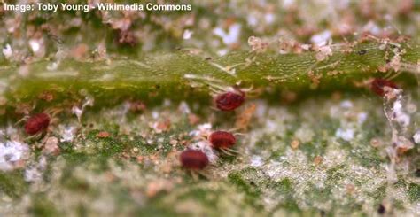 Red Spider Mites on Plants: 9 Effective Ways to Kill Spider Mites