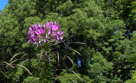 Botanical Nerd Word: Silique - Toronto Botanical Garden