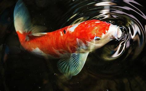 Koi Friendly Feeding Tips – AllPondSolutions