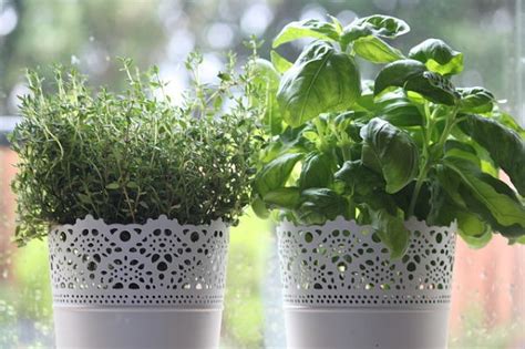 Growing Thyme Plant Indoors: How to Grow Thyme Herb