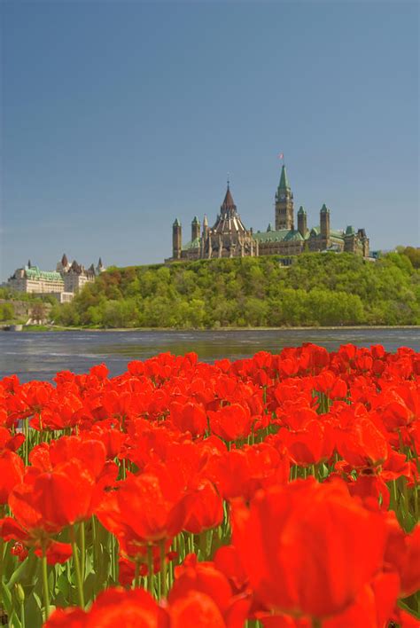 Ottawa Tulip Festival Photograph by Dennis Mccoleman