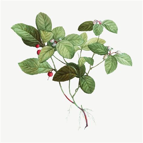 American Wintergreen plant - Download Free Vectors, Clipart Graphics & Vector Art