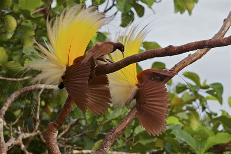 Wallpaper Birds of Paradise (57+ pictures) - WallpaperSet