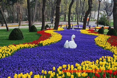 Festival Tulip di Istanbul turki | Tour Ke Turki 2024