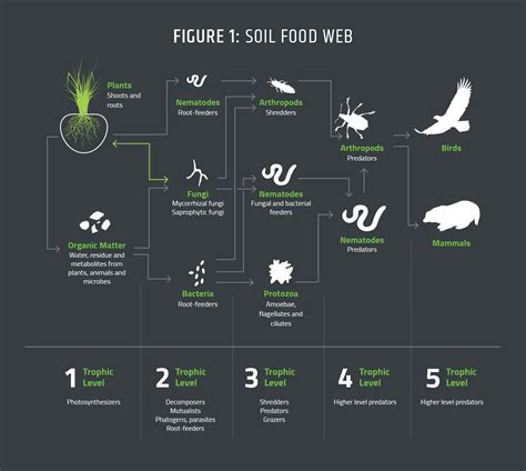 The role of nutrient cycling in balancing soils - EnviroStraw