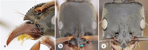 Clypeus (a) and eye format (b, c). a. Clypeus with convex longitudinal ...