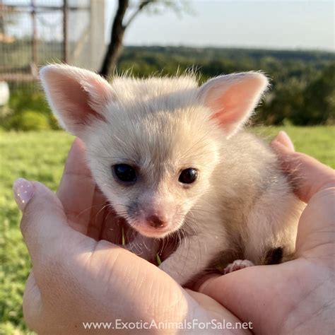 Fennec Fox Babies Kits for Sale