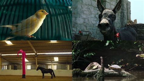 Watch This: A Heartfelt Tribute to 'The Best Movie Animals of 2022 ...