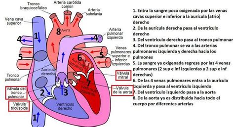 tuitsmedicos circulacion sanguinea en el corazon anatomia fisiologia ...