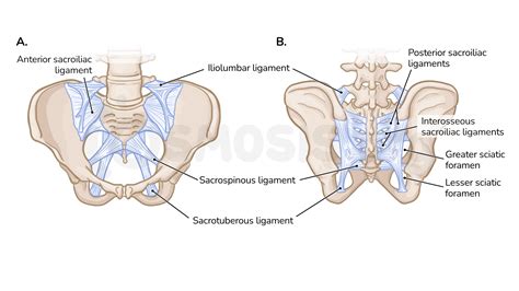 Pelvic Girdle