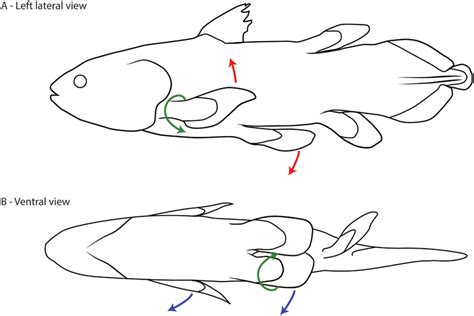 Pectoral and pelvic fins in their resting position in lateral (A) and ...