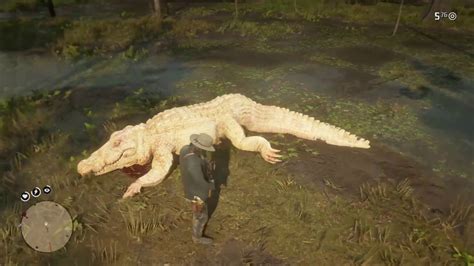 Red Dead Redemption 2 - Legendary Alligator Location (Bull Gator) - YouTube