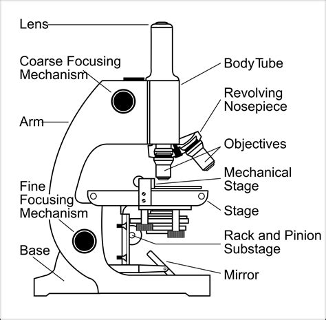 ⭐ Light Microscope Diagram Labelled ⭐ - Lovely pinup