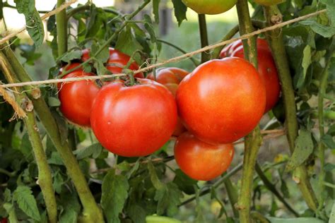 How to Grow and Care for Early Girl Tomatoes