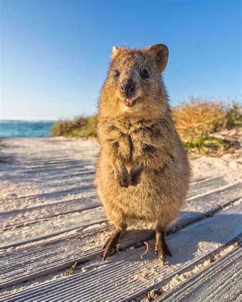 Quokka - Facts, Information and Pictures | by Pets Planet... - Amazing Pets For You