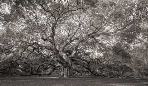 Ancient Angel Oak Tree - Ron Mayhew