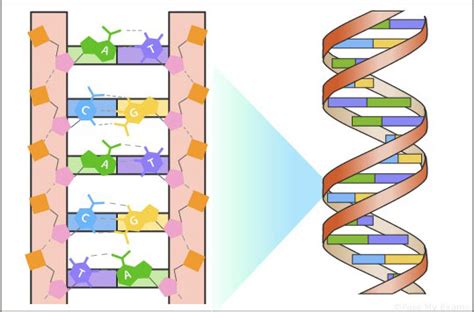 dna structure