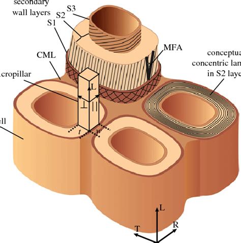 Schematic of cell wall layers within cellular structure of wood. The S2... | Download Scientific ...