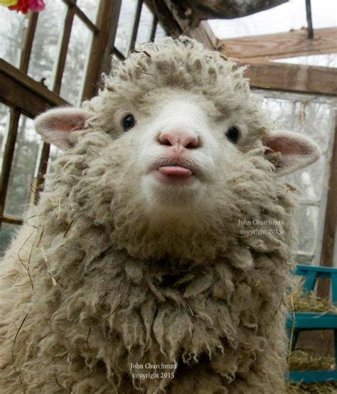 Best 25+ Funny sheep ideas on Pinterest | Cute sheep, Sheep and Funny vegan memes