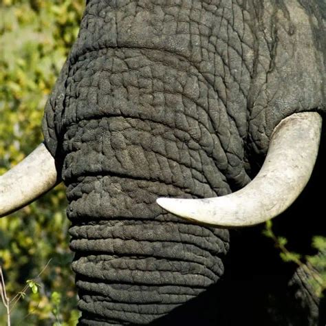 Elephant Tusks: All You Need To Know (Save The Elephants)