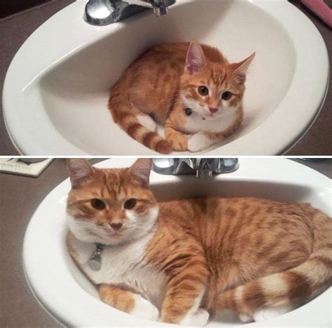 42 Of The Greatest Before-And-After Photos Of Cats To Have Ever Graced The Internet Animals And ...