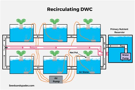 DWC Hydroponics For Beginners: Get Started Right!