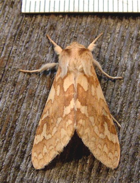 Spotted Tussock Moth (Insects of Kern County) · iNaturalist