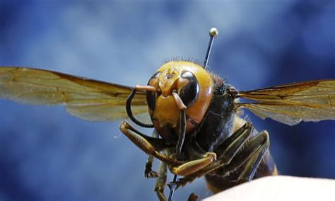 Photos reveal the absolutely startling size of queen ‘Murder Hornets’