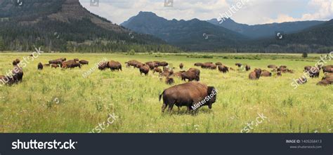 5,846 Yellowstone Park Bison Herd Images, Stock Photos & Vectors ...