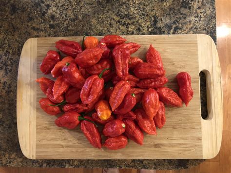 First ghost pepper harvest : r/spicy