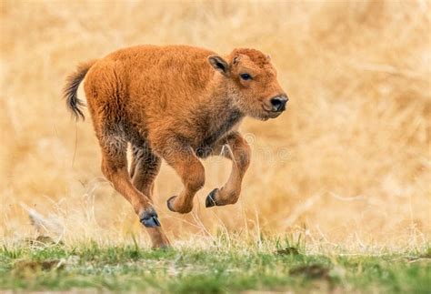 Young Bison Calf Running Wild Stock Photo - Image of bovine, pasture ...