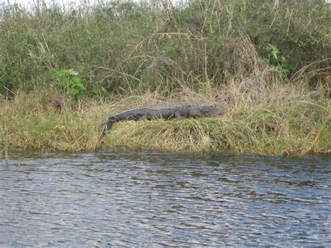 Lake Okeechobee Wildlife Pictures & Sightseeing