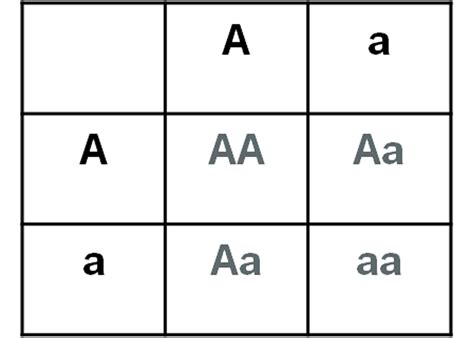 Mendel notes-14 Punnet square example iib - Chemistry School