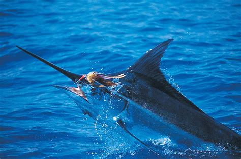 Bob Jones Sportfishing - Great Barrier Reef, Australia - Fishabout Fishing Outfitters