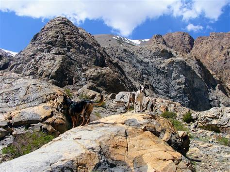 Virginia Lakes Trail - Don't Miss This Beautiful Sierra Nevada Hike! - Pine Coast Hiking