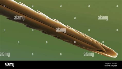 Bee stinger. Scanning electron micrograph of the stinger from a European honey bee (Apis ...