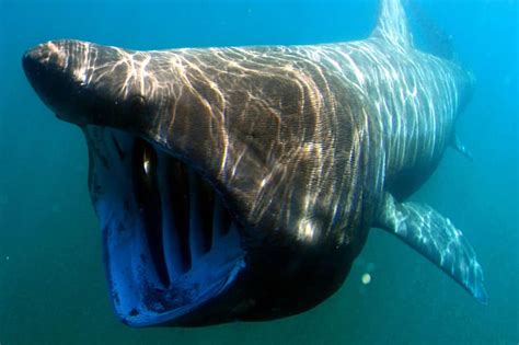 How Many Teeth Do Sharks Have? (13 examples with pictures)