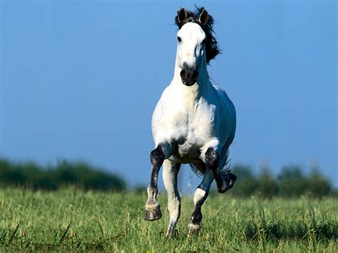 Animals Zoo Park: 9 White Running Horse Wallpapers, White Horses ...