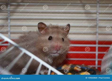 A Close Up View of a Teddy Bear Hamster in a Cage Stock Photo - Image of view, hamster: 159565868