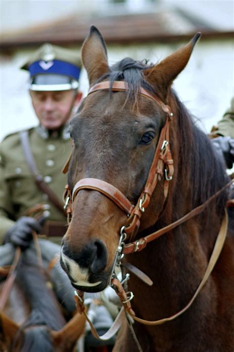 Horse Cavalryman Soldier - Free photo on Pixabay - Pixabay