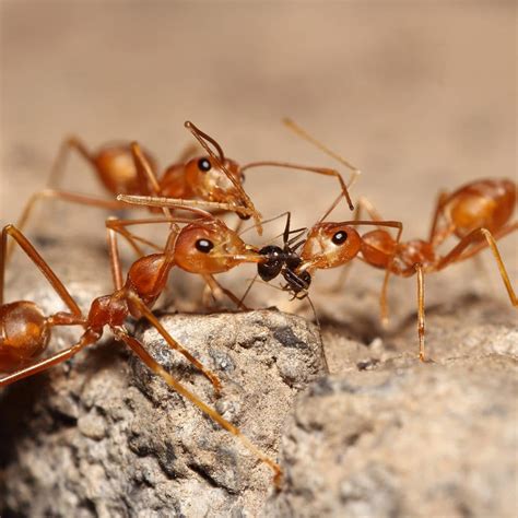 3 Reasons Ants Invade Your Home · ExtermPRO