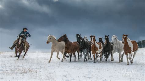 Turning the Herd | cowboy herding horses in snow | Wyoming | USA ...